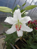 [1858 Asterian Mak No01.JPG]